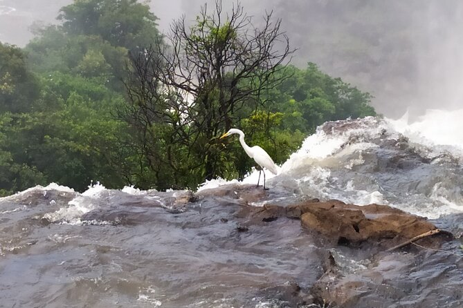 Iguazu Falls Private Tour: Two Countries in One Day - Parque das Aves, Birds and Nature Lessons Without the Sweat