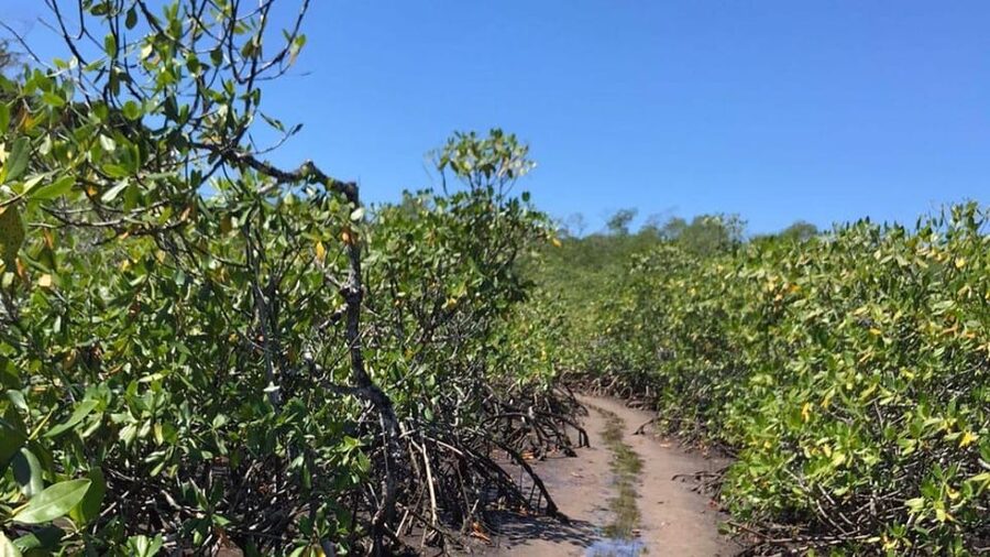 Itacare: Jeribucaçu Trail and Usina Waterfall - Morning pickup in Itacaré, then straight into the jungle vibe