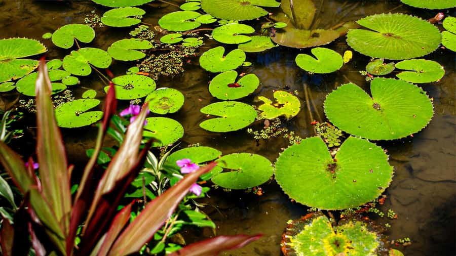 Jeep'n'Green: Rio Botanical Garden & Tijuca Rainforest Tour - Quick packing checklist for a Rio rainforest morning