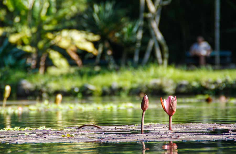 Jeep'n'Green: Rio Botanical Garden & Tijuca Rainforest Tour - Logistics that can affect your day more than you think