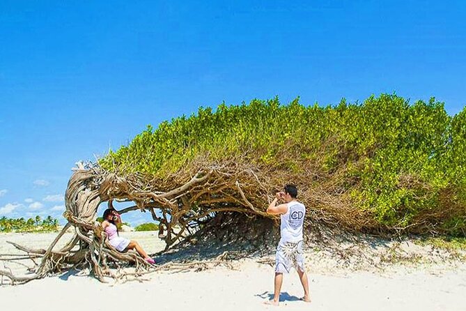 Jericoacoara Premium Full Day Tour - Stop 3: Arvore da Preguica, a Wind-Twisted Tree Near the Sea