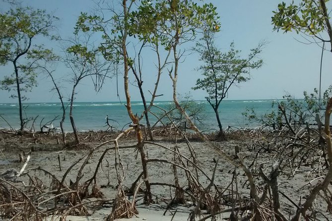 Jericoacoara West Coastal Tour - Inside Jericoacoara National Park: How the Stops Feel as One Day