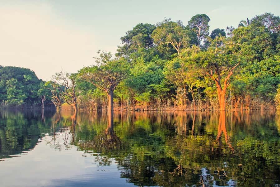 Manaus: Amazon Jungle Half-Day Walking Tour - Key Points You’ll Actually Care About