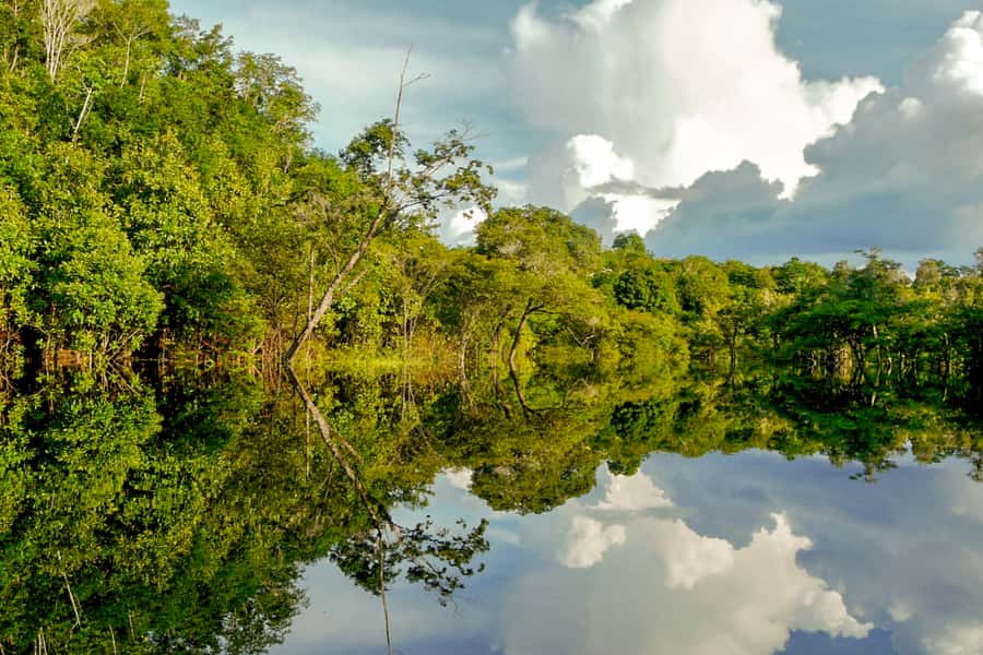 Manaus: Amazon Jungle Half-Day Walking Tour - From Manaus to the Jungle by Canoe, the Easy Way to Start