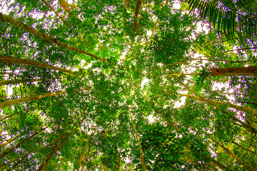 Manaus: Amazon Jungle Half-Day Walking Tour - The 3-Hour Jungle Walk: Medicinal Plants, Tree Clues, and High-Altitude Forest