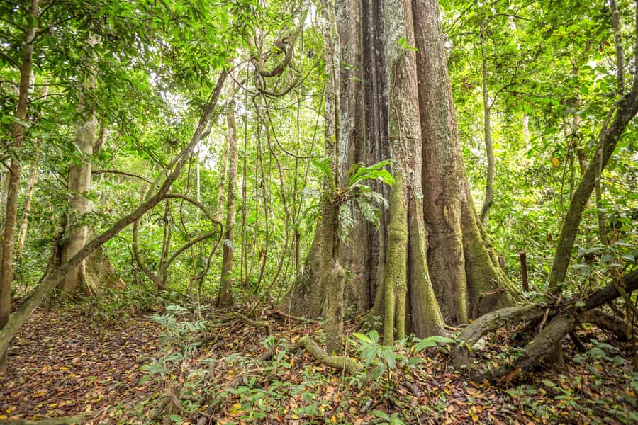 Manaus: Amazon Jungle Half-Day Walking Tour - Wildlife Spotting on Foot: What You Can Expect to See