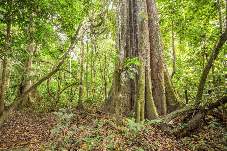 Manaus: Amazon Jungle Half-Day Walking Tour - Price and Value: Is $150 Worth a 4-Hour Amazon Half-Day?