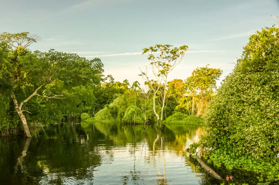 Manaus: Amazon Jungle Half-Day Walking Tour - Who Should Book This Tour, and Who Might Want to Skip