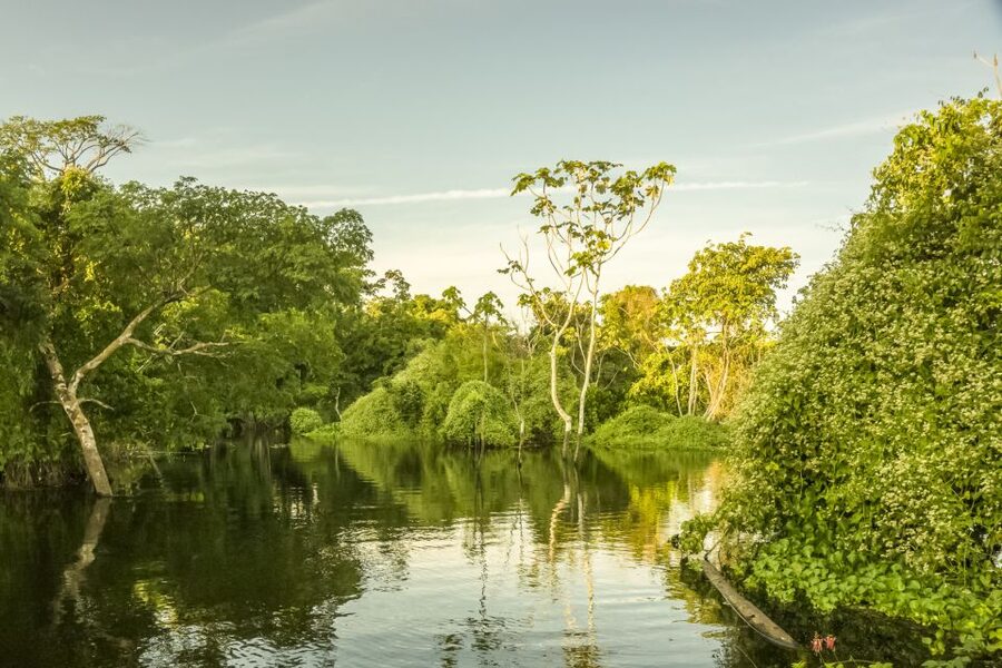 Manaus: Amazon Jungle Half-Day Walking Tour - Should You Book This Manaus Amazon Jungle Half-Day Walking Tour?