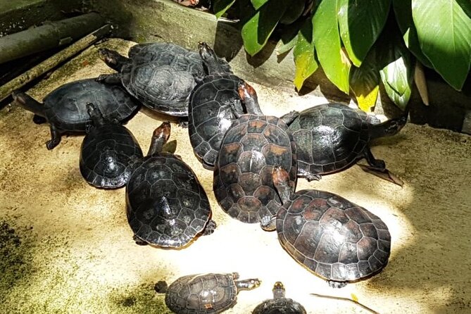 Manaus City Tour e Musa - MUSA Museu da Amazônia: the guided rainforest museum that sticks