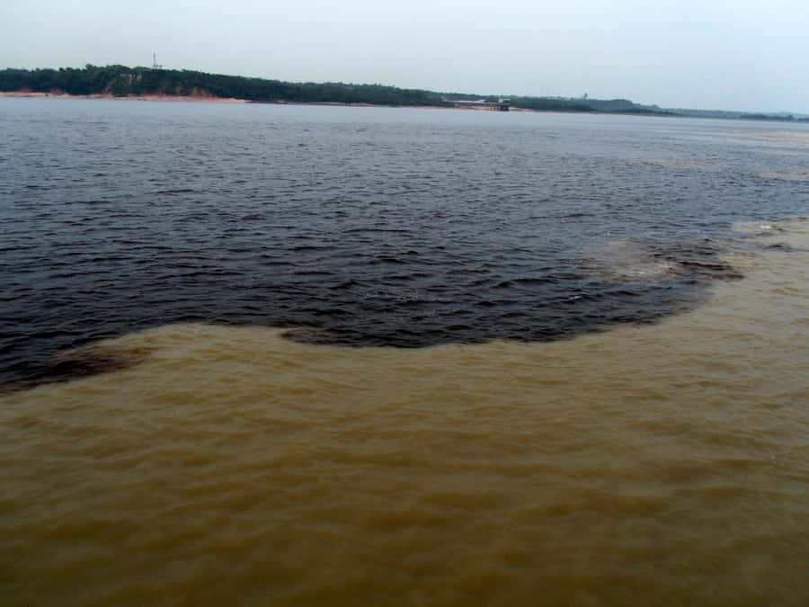 Manaus: Meeting of the Waters & Pink Dolphin Tour with Lunch - Key highlights at a glance
