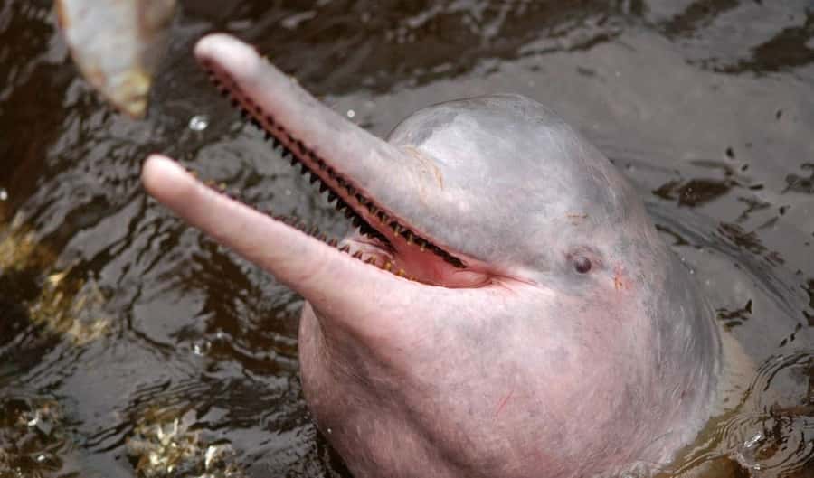 Manaus: Meeting of the Waters & Pink Dolphin Tour with Lunch - Swimming with pink dolphins in shared water time