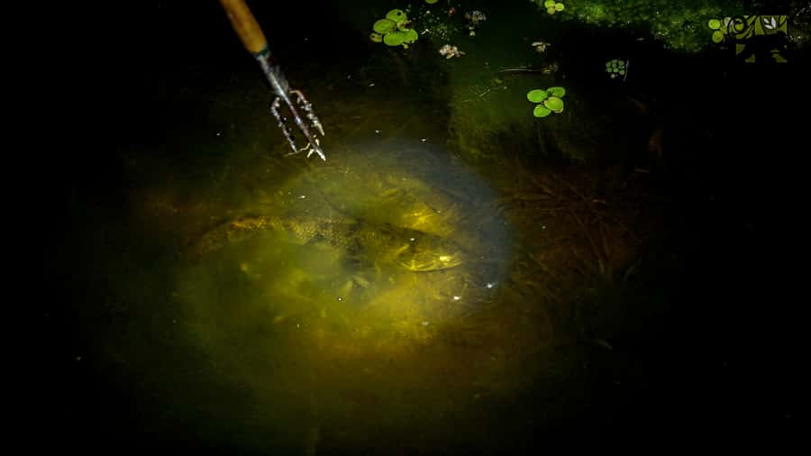 Manaus: Multi-Day Amazon Survival Trip with Camping - Key moments that make this Amazon trip click