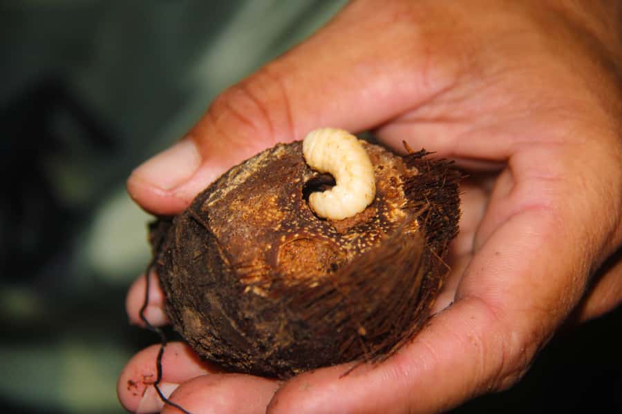 Manaus: Multi-Day Amazon Survival Trip with Camping - Money and ethics: small gifts, big difference