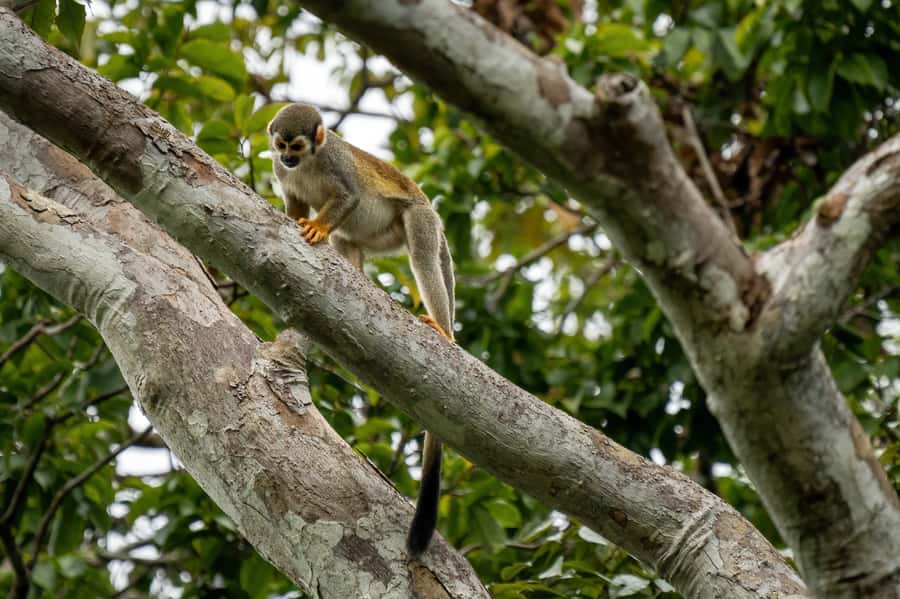Manaus: Multi-Day Amazon Survival Trip with Camping - Transportation and pacing: how the days are built
