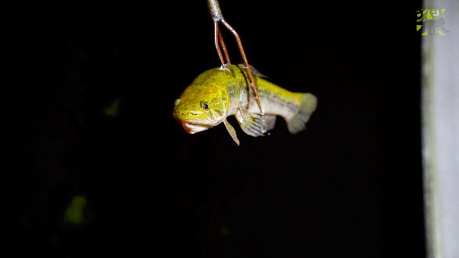 Manaus: Multi-Day Amazon Survival Trip with Camping - Value check: is $660 per person a good deal?