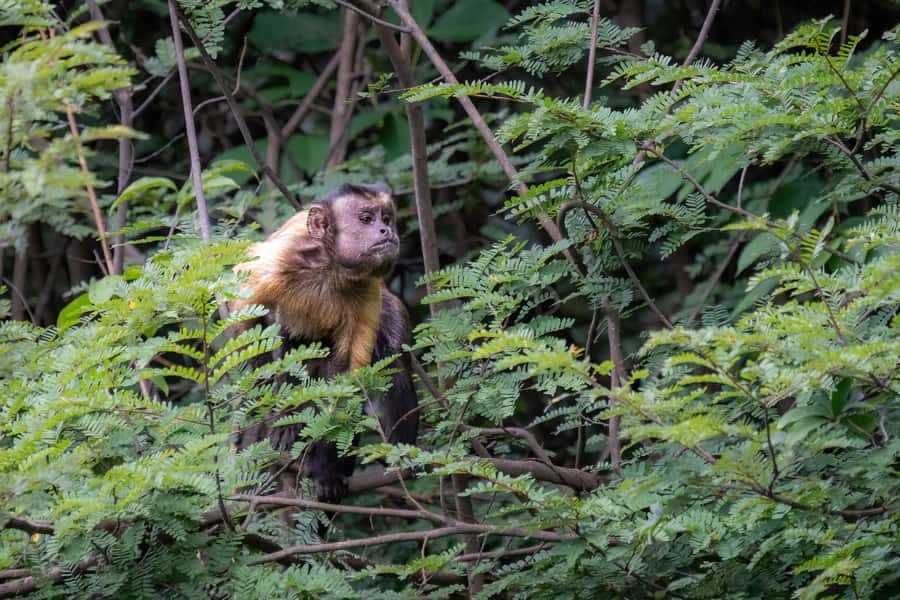 Manaus: Multi-Day Amazon Survival Trip with Camping - What to bring for comfort: the “real jungle” packing list