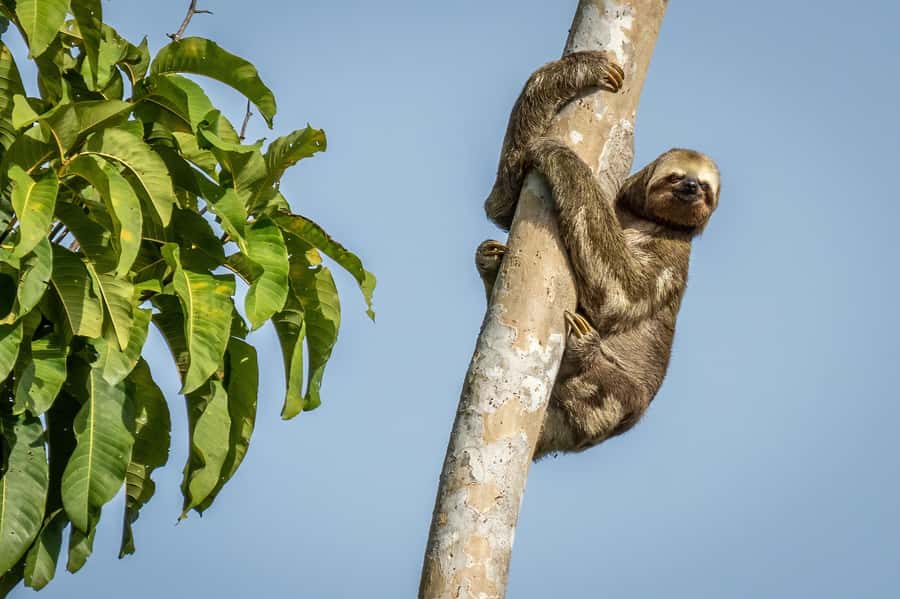 Manaus: Multi-Day Amazon Trip at Tapiri Floating Lodge - Key points to know before you go