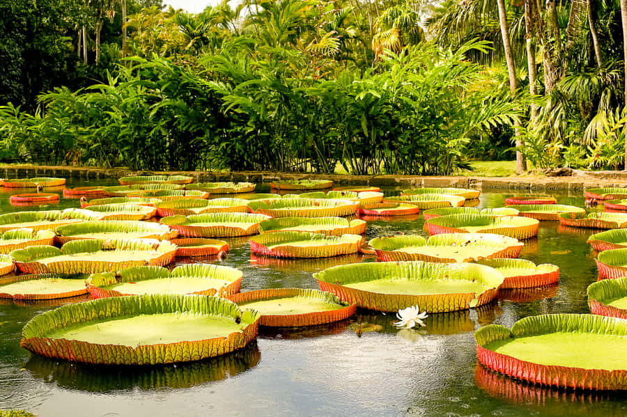 Manaus: MUSA and INPA Museums with Observation Tower Tour - Key things to know before you go
