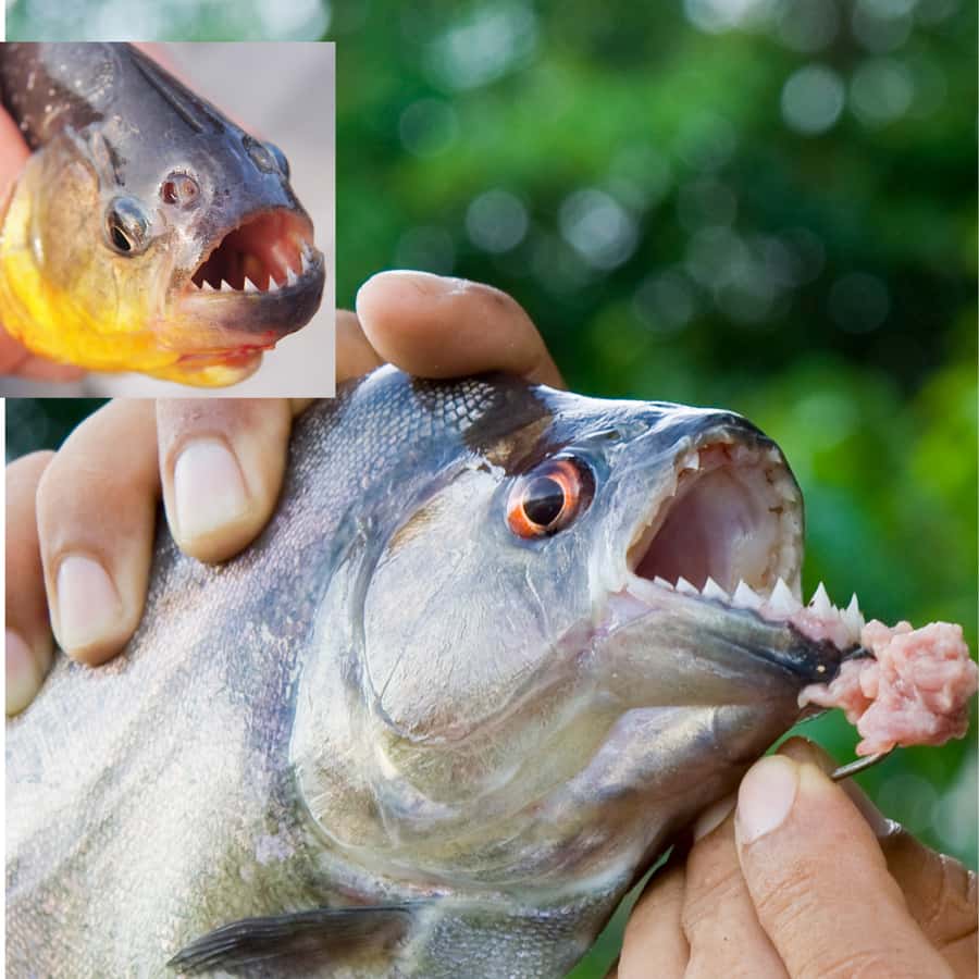 Manaus: Piranha Fishing - Key things I’d focus on before you go
