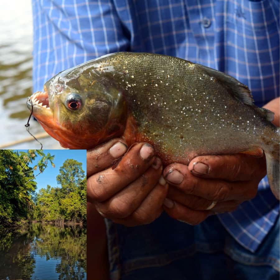 Manaus: Piranha Fishing - Heading to the water: the Amazon section that sets up your fishing