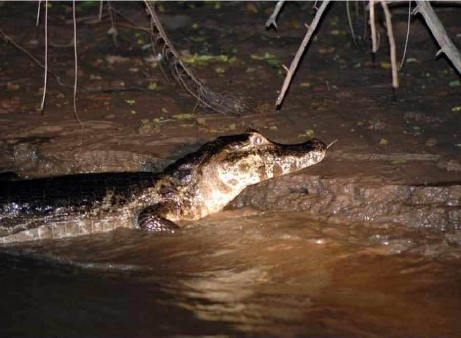 Manaus: Piranha Fishing and Alligator Watch Evening Tour - Why this Manaus to Iranduba night tour feels like the real Amazon