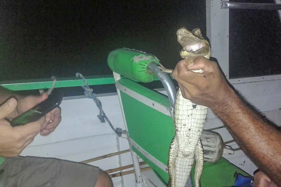 Manaus: Piranha Fishing and Alligator Watch Evening Tour - Price and value: is $90 worth it for piranha plus alligators