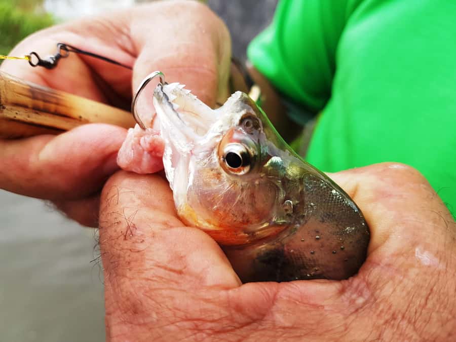 Manaus: Piranha Fishing and Alligator Watch Evening Tour - The pre-fishing cruise: palafitas, fishermen, and the river after work