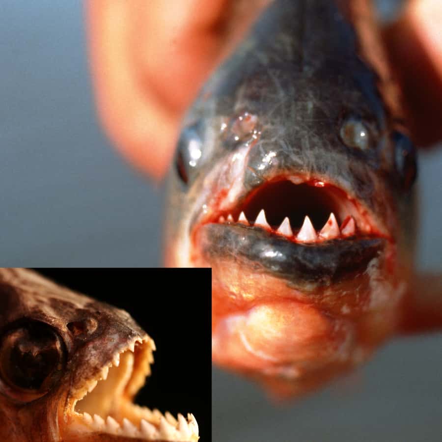 Manaus: Piranha Fishing - Starting at Mercado Adolpho Lisboa: the 30-minute “before the water” stop