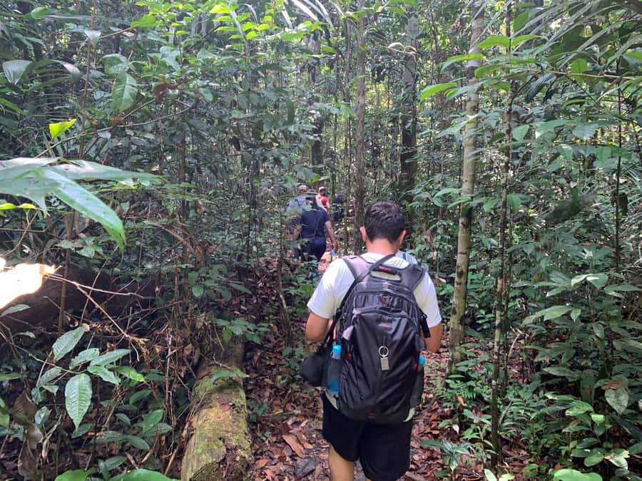 Manaus: Presidente Figueiredo Caves and Waterfalls Tour - Iracema Park and the 2.5-kilometer jungle trek: plan for real walking