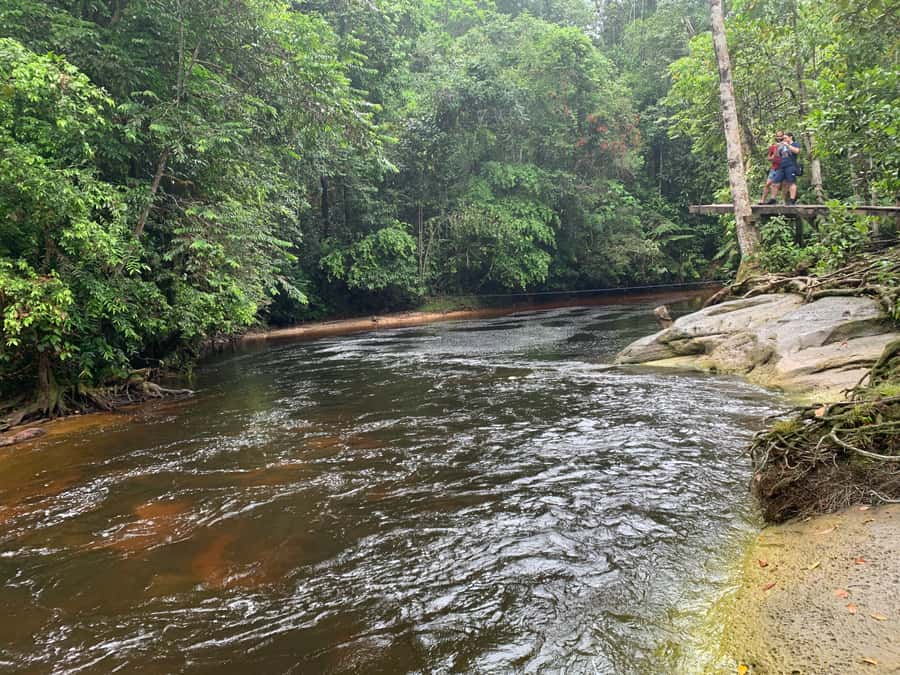 Manaus: Presidente Figueiredo Caves and Waterfalls Tour - What you actually learn on this route (fauna, flora, and why it sticks)