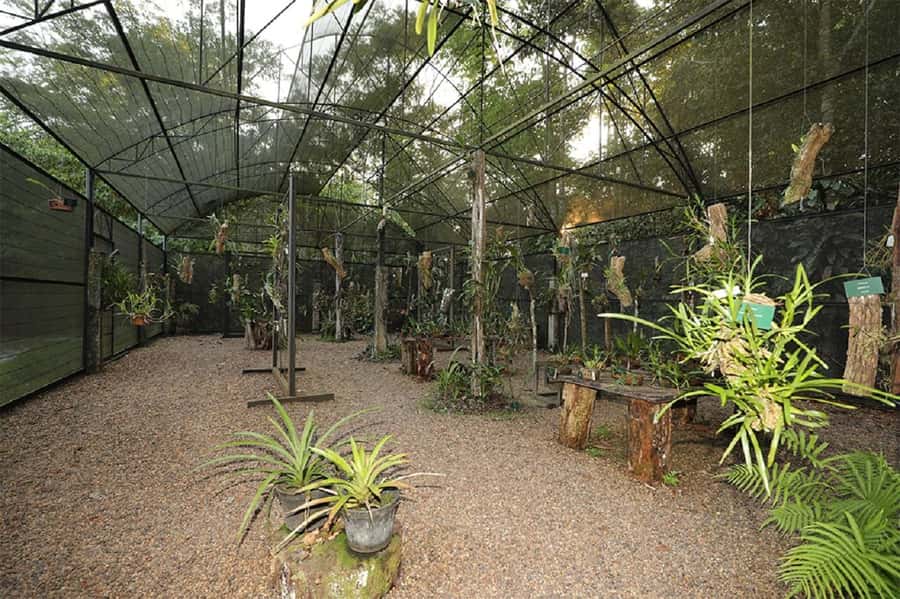 Manaus : Visit to MUSA (Amazon Museum) - Entering MUSA: A Museum Built Around the Forest, Not Against It