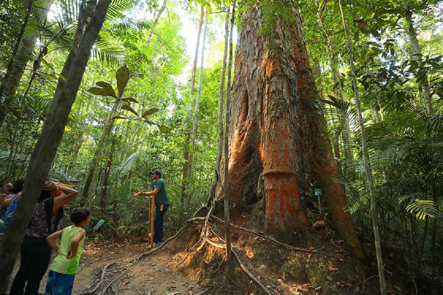 Manaus : Visit to MUSA (Amazon Museum) - Adolpho Ducke Forest Reserve Trails: Primary Forest in an Urban Setting