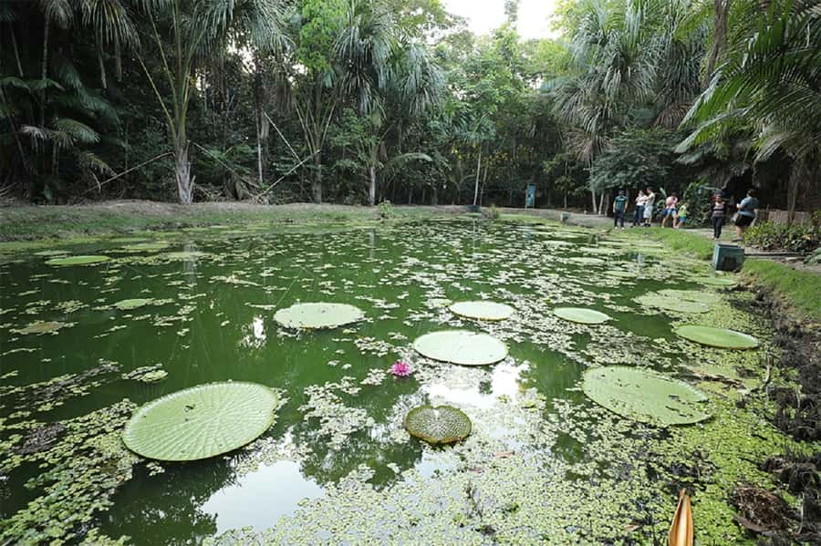 Manaus : Visit to MUSA (Amazon Museum) - Nursery Spaces: Spotting Snakes, Fish, Butterflies, and Fungi