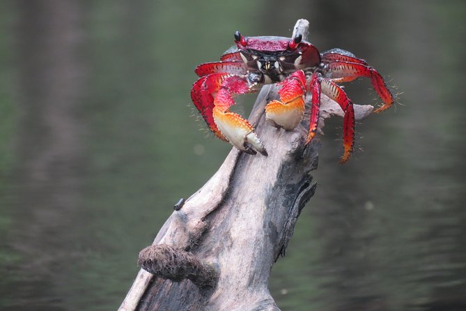 Mangrove, Beaches and Islands by Kayak tour - Why Kayak Paraty’s Bay Instead of Doing Yet Another Boat Trip?