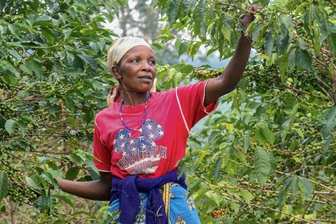 Original Historic Coffee Farm Guided Tour with Transfer - Two coffee valley farm stops, and how the Fazenda choice works