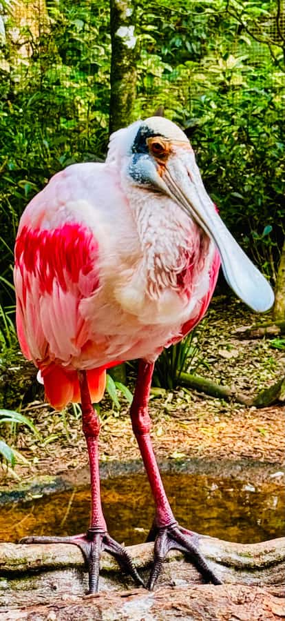 Paraguay + Argentina + Brazil Top Highlights - Day 1 Continues: Ciudad del Este Shopping, Sightseeing, and the Border Triangle