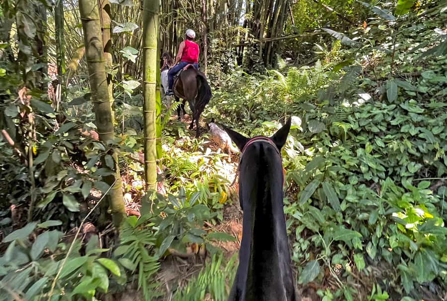 Paraty: 3-Hour Rainforest Horseback Ride - Who should book this horseback tour in Paraty