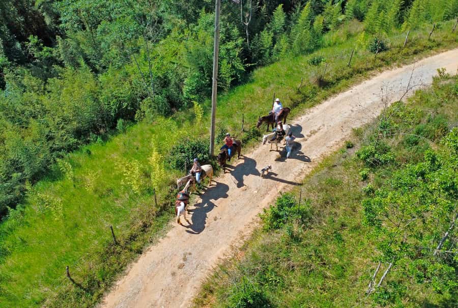 Paraty: 3-Hour Rainforest Horseback Ride - Why a 3-hour ride feels like the best Paraty nature plan