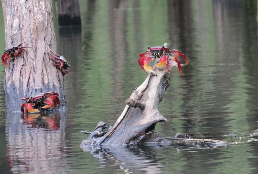 Paraty Bay: Half-Day Mangroves and Beaches Tour by Kayak - Key Things You Should Know Before You Go