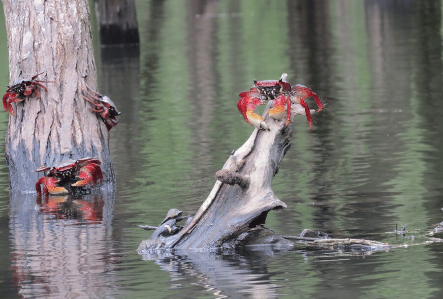 Paraty Bay: Half-Day Mangroves and Beaches Tour by Kayak - What the Mangroves Teach You: Wildlife, Birds, and Local Nature Talk