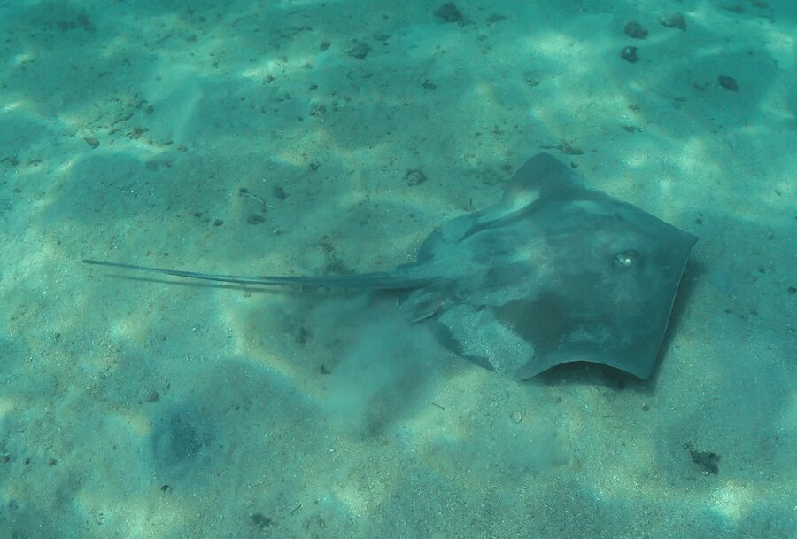 Paraty: Discovery Scuba Diving Experience for Beginners - Price and value: is $150 worth it?