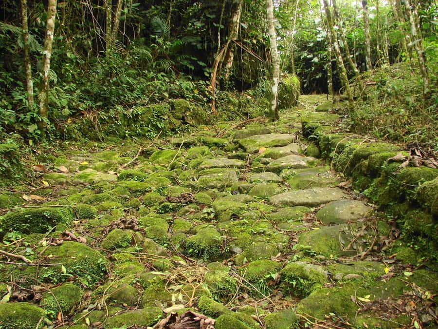 Paraty: Gold Trail Rainforest Hiking Tour - What $75 Really Buys You: Value, Inclusions, and Small-Group Comfort