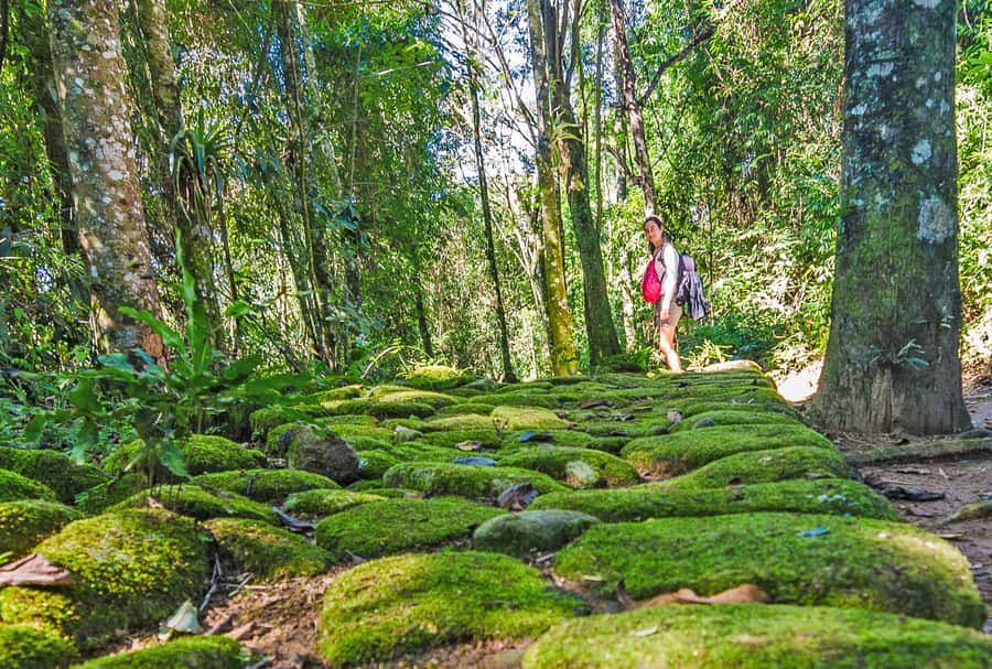 Paraty: Gold Trail Rainforest Hiking Tour - Riding the Public Bus Like a Local, Without the Hassle