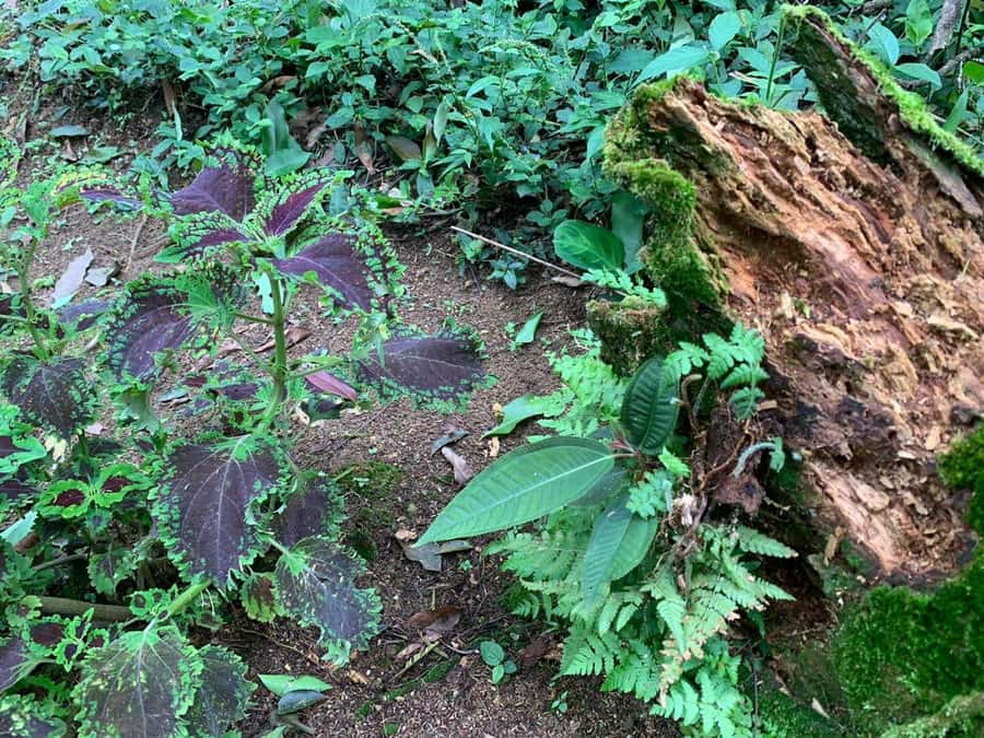 Paraty: Gold Trail Rainforest Hiking Tour - Serra da Bocaina National Park: What You’re Really Walking Through