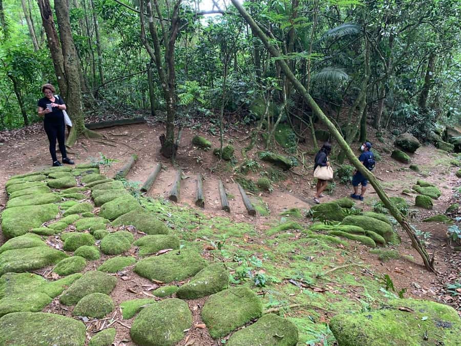 Paraty: Gold Trail Rainforest Hiking Tour - The Atlantic Forest Story: Flora, Fauna, and How the Guide Shapes Your Eye