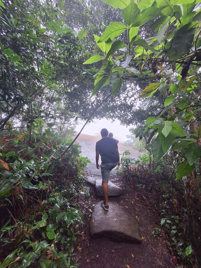 Pedra Bonita Trail: The easiest trail with a beautiful view of Rio - Tijuca Forest Wildlife: Fun Chances, Real Respect