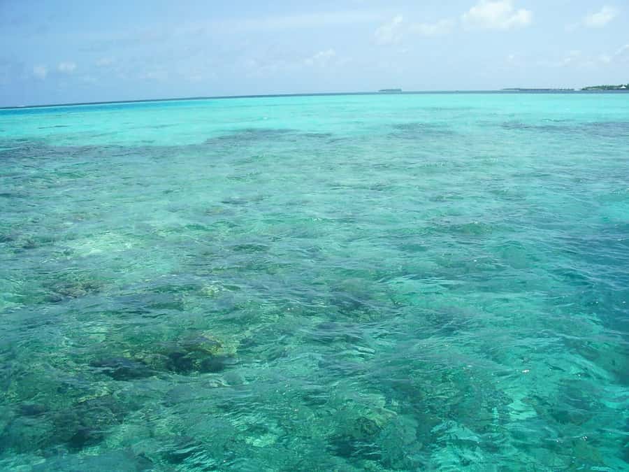 Praia de Paripueira Beach Day Tour - Snorkel Time in Clear, Shallow Water and What to Bring