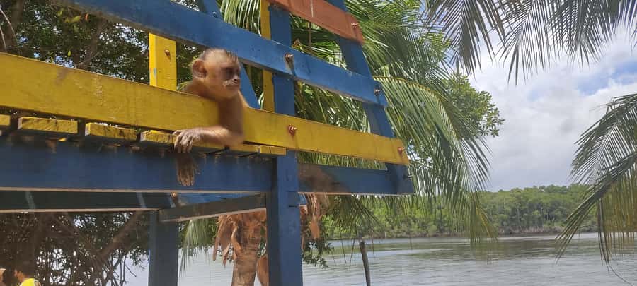 Preguicas River Speedboat Tour - Key Points to Know Before You Go
