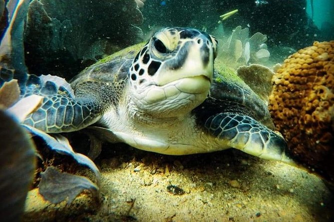 Private Program for Accredited Diver in Búzios - Praia João Fernandes: A Natural Pool Feel Right Off the Shore
